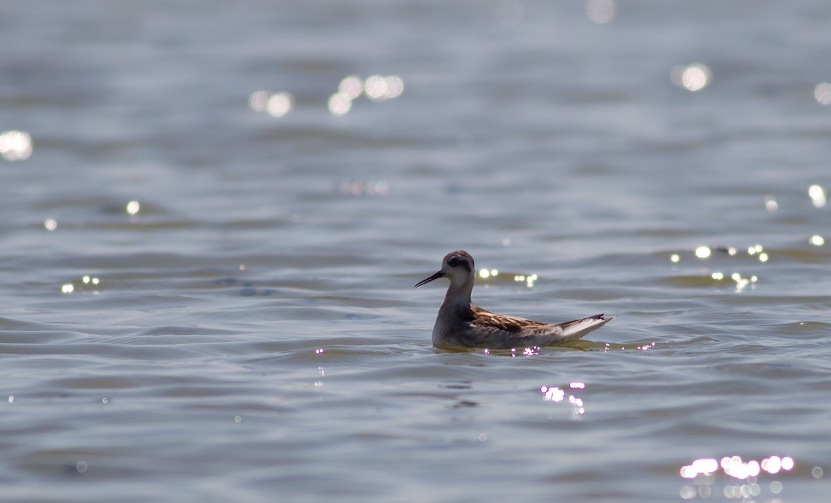 Phalarope à bec étroit - ML381127101