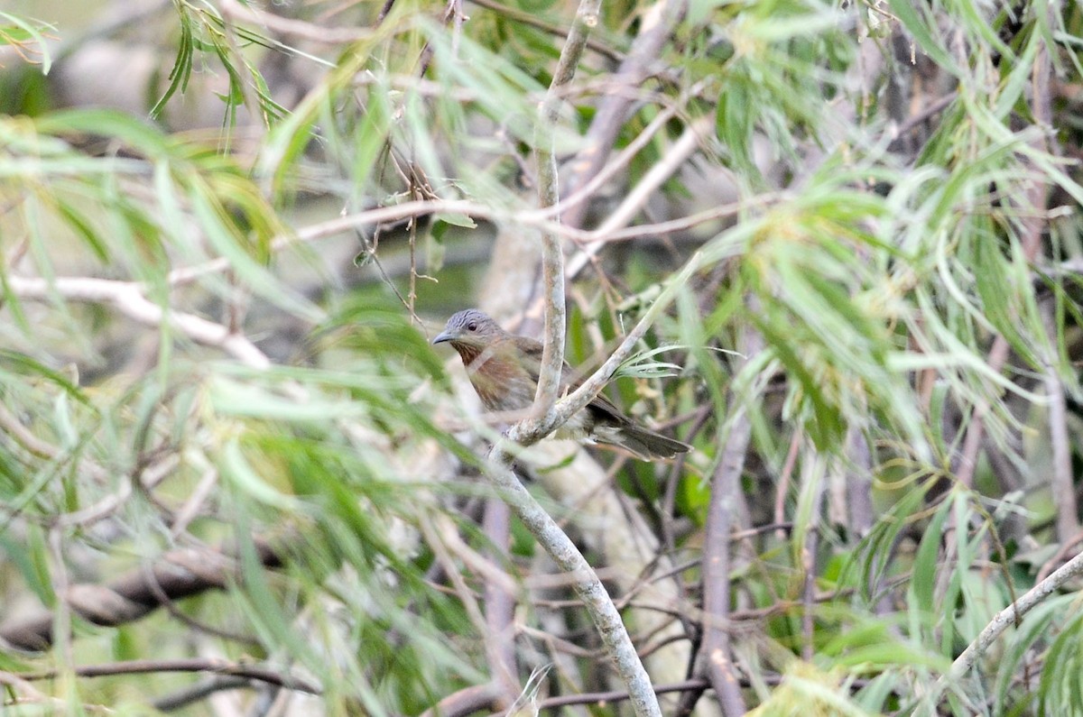 Philippine Bulbul - ML38112871