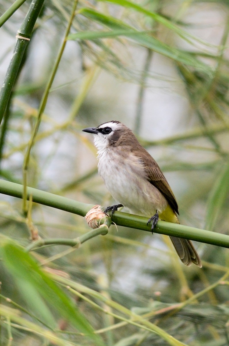 Bulbul Culiamarillo - ML38112881