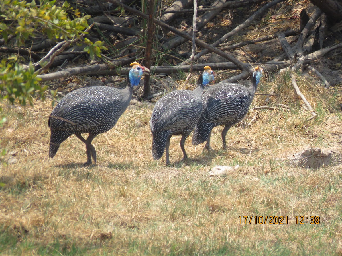 Helmeted Guineafowl - Margaret Steel