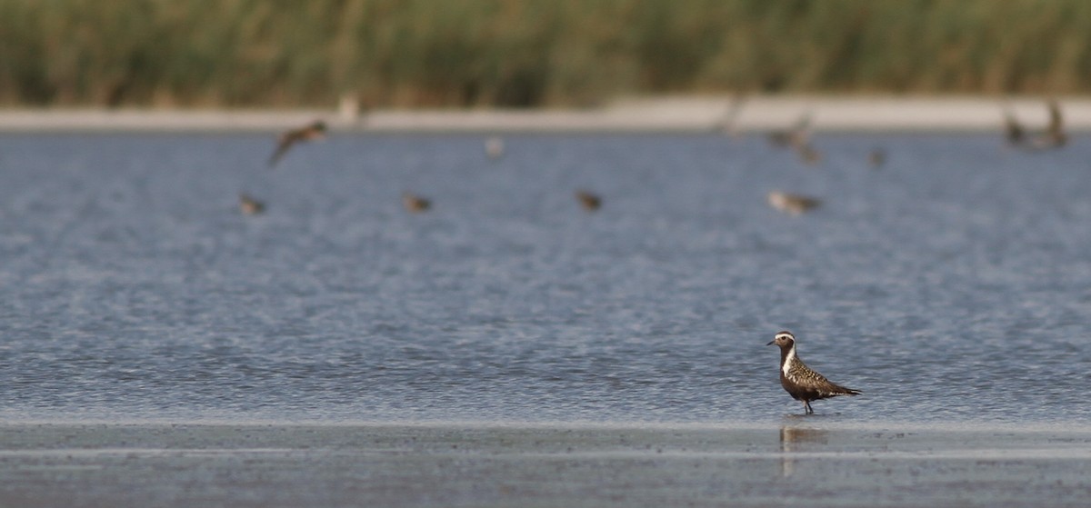 American Golden-Plover - Mészáros József