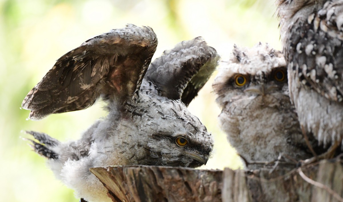 Tawny Frogmouth - ML381131381