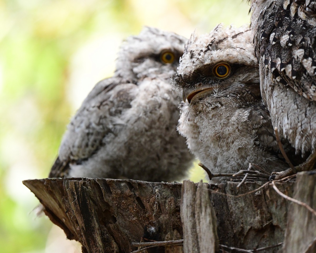 Tawny Frogmouth - Andy Gee