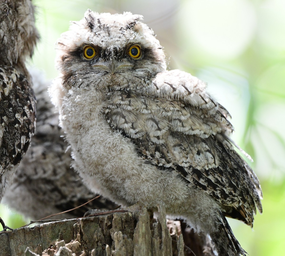 Tawny Frogmouth - ML381131431