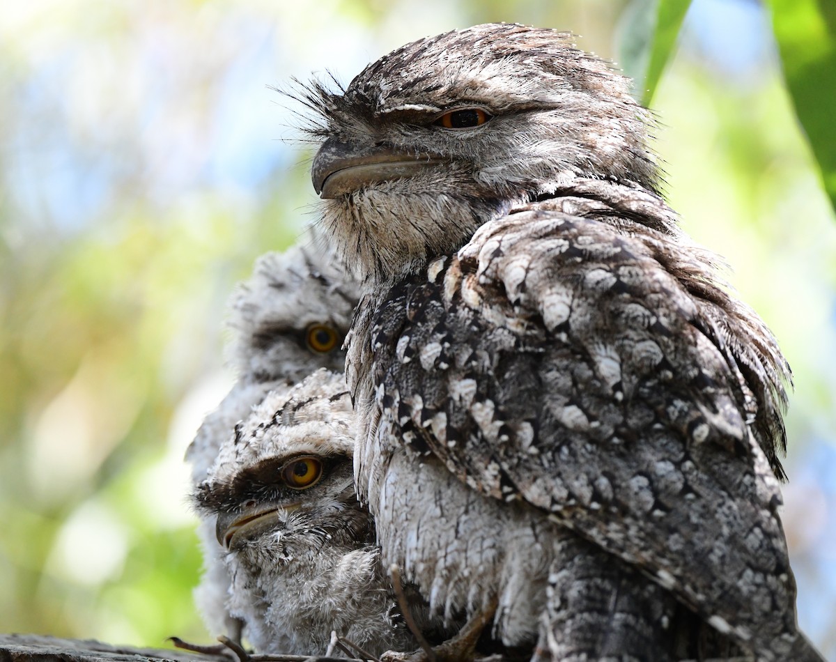 Tawny Frogmouth - ML381131451