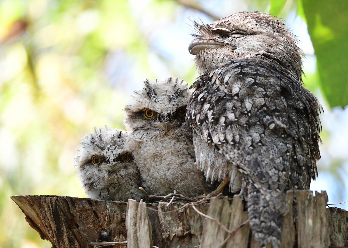 Tawny Frogmouth - ML381131481