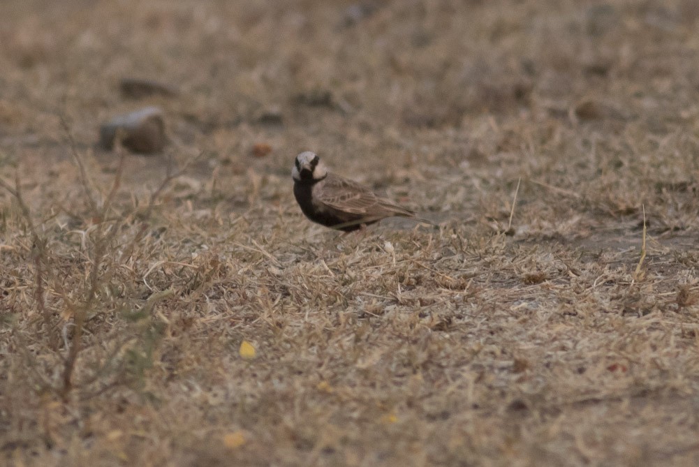 Ashy-crowned Sparrow-Lark - ML38113171