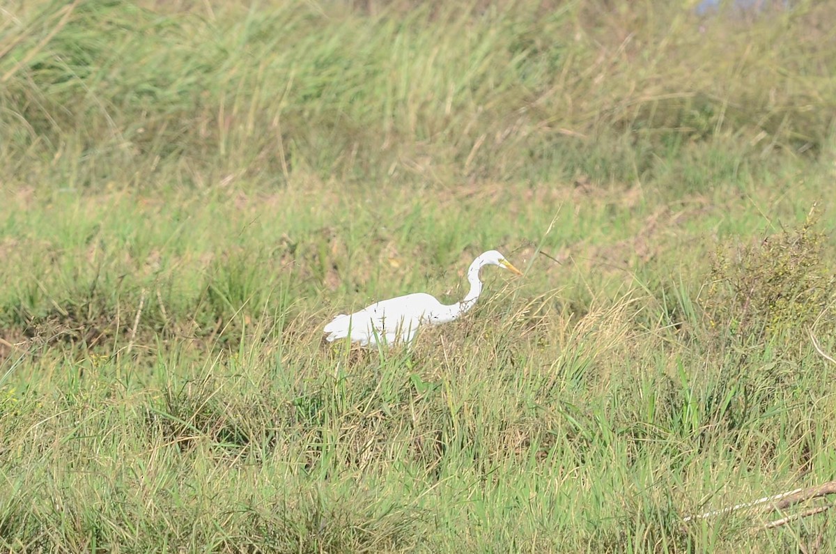 Great Egret (modesta) - ML38113191