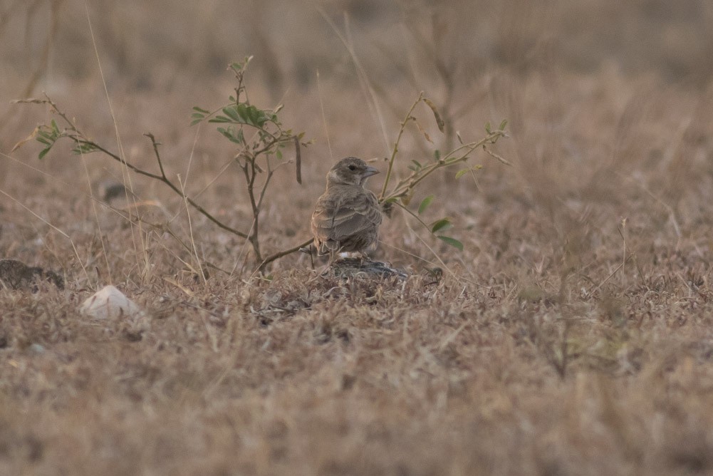 Ashy-crowned Sparrow-Lark - ML38113201