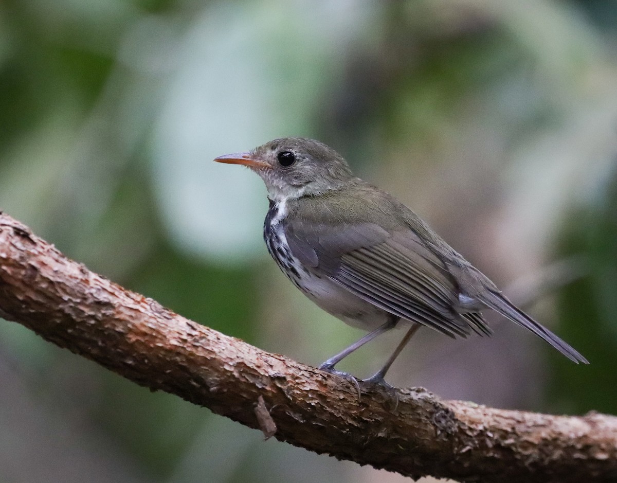 Southern Antpipit - ML381132251