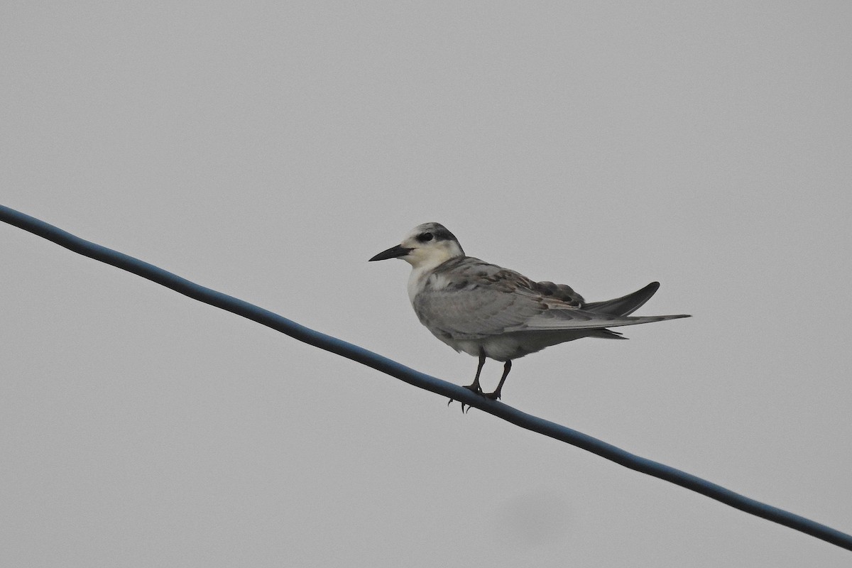 Whiskered Tern - ML381132531