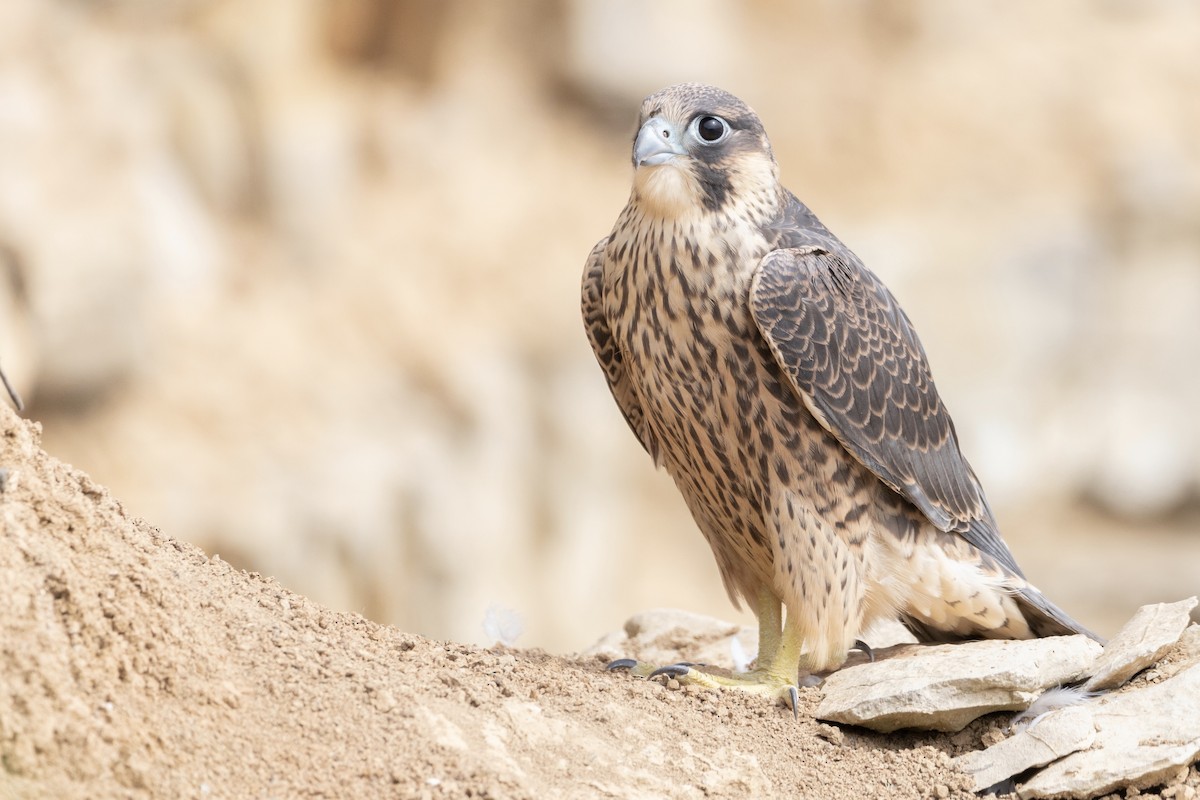 Peregrine Falcon - ML381133771