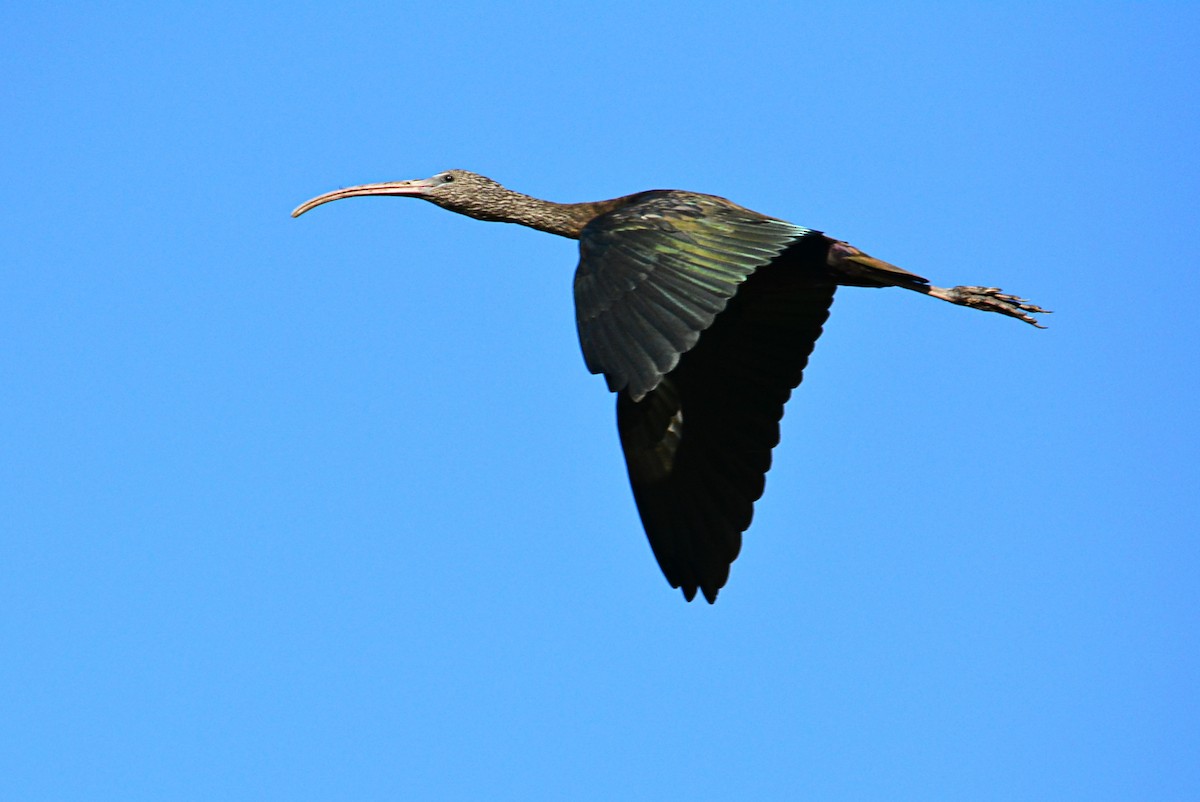 Glossy Ibis - ML381134161