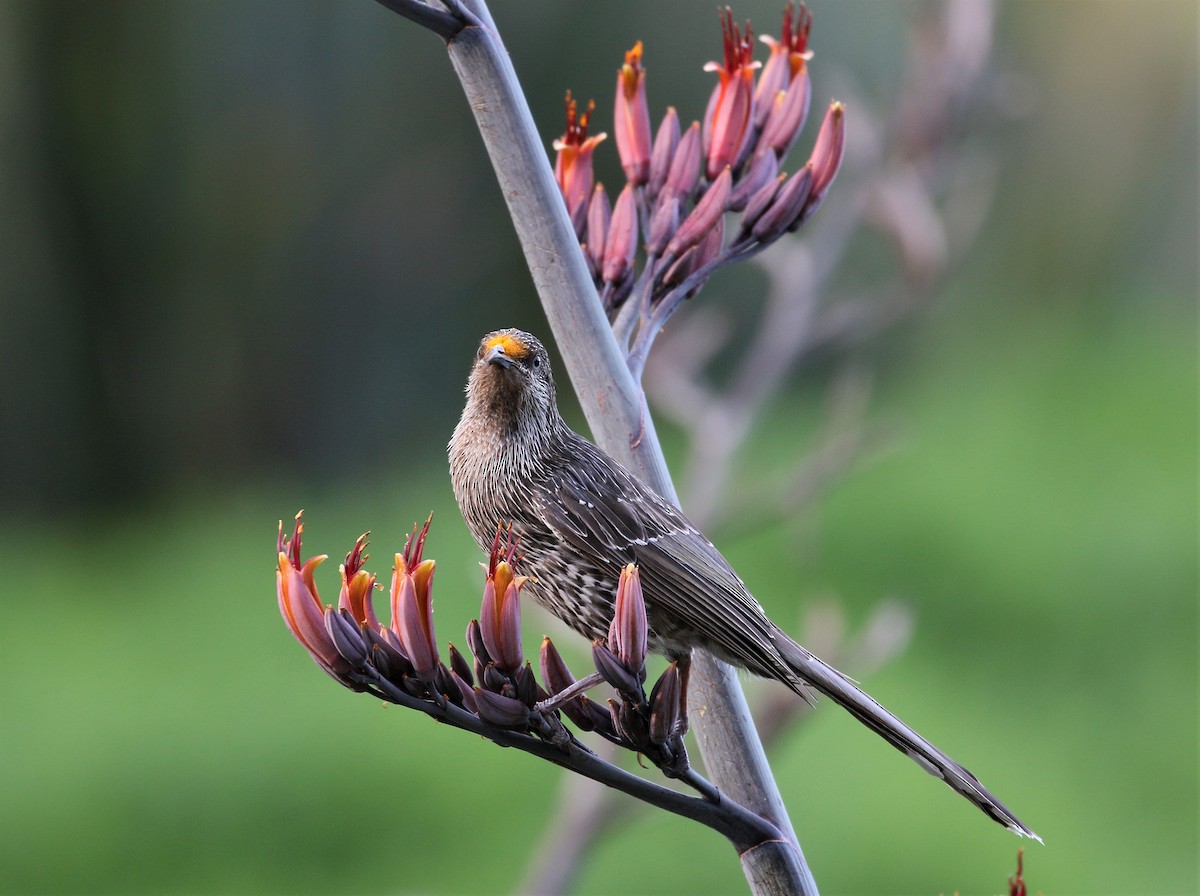 Little Wattlebird - Mark Stanley