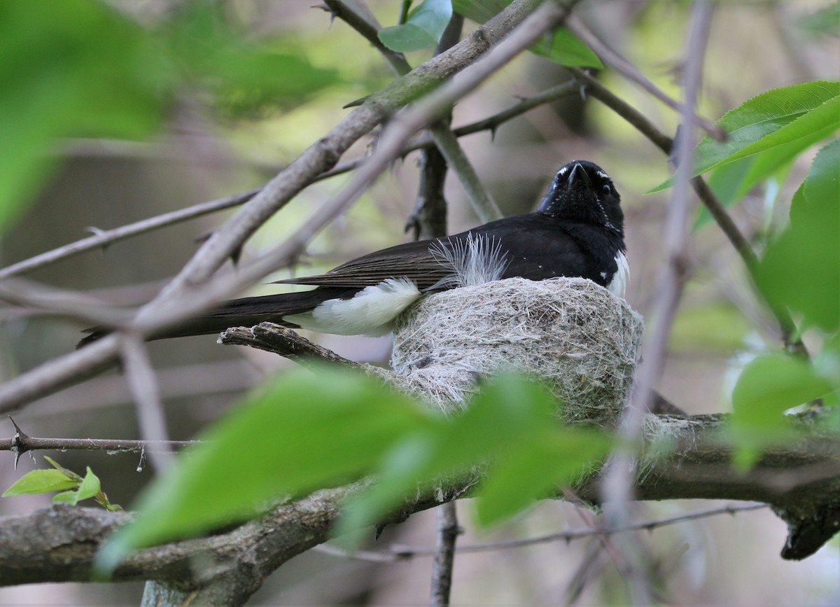 Willie-wagtail - ML381134301