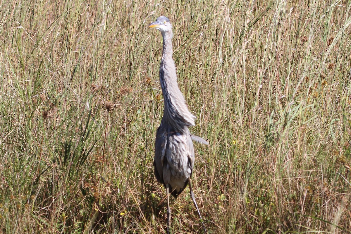 Great Blue Heron - ML381134361