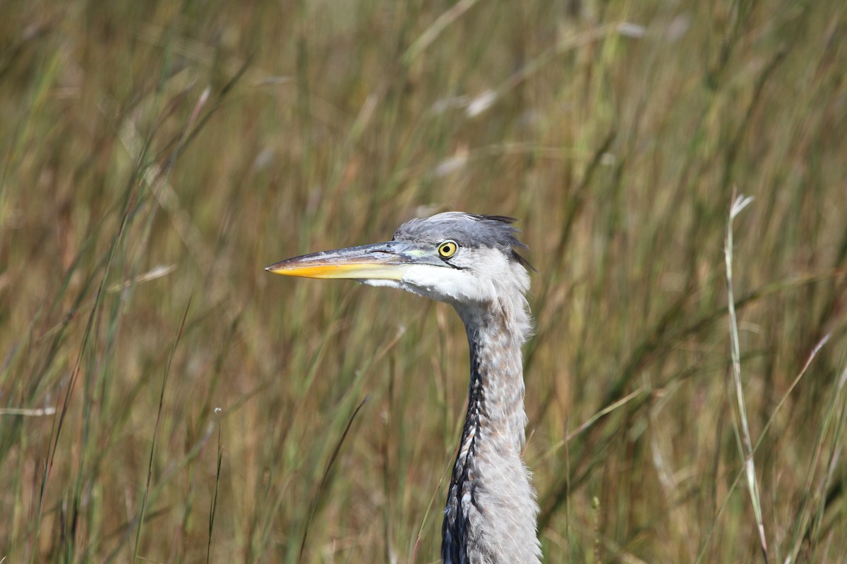 Great Blue Heron - ML381134401