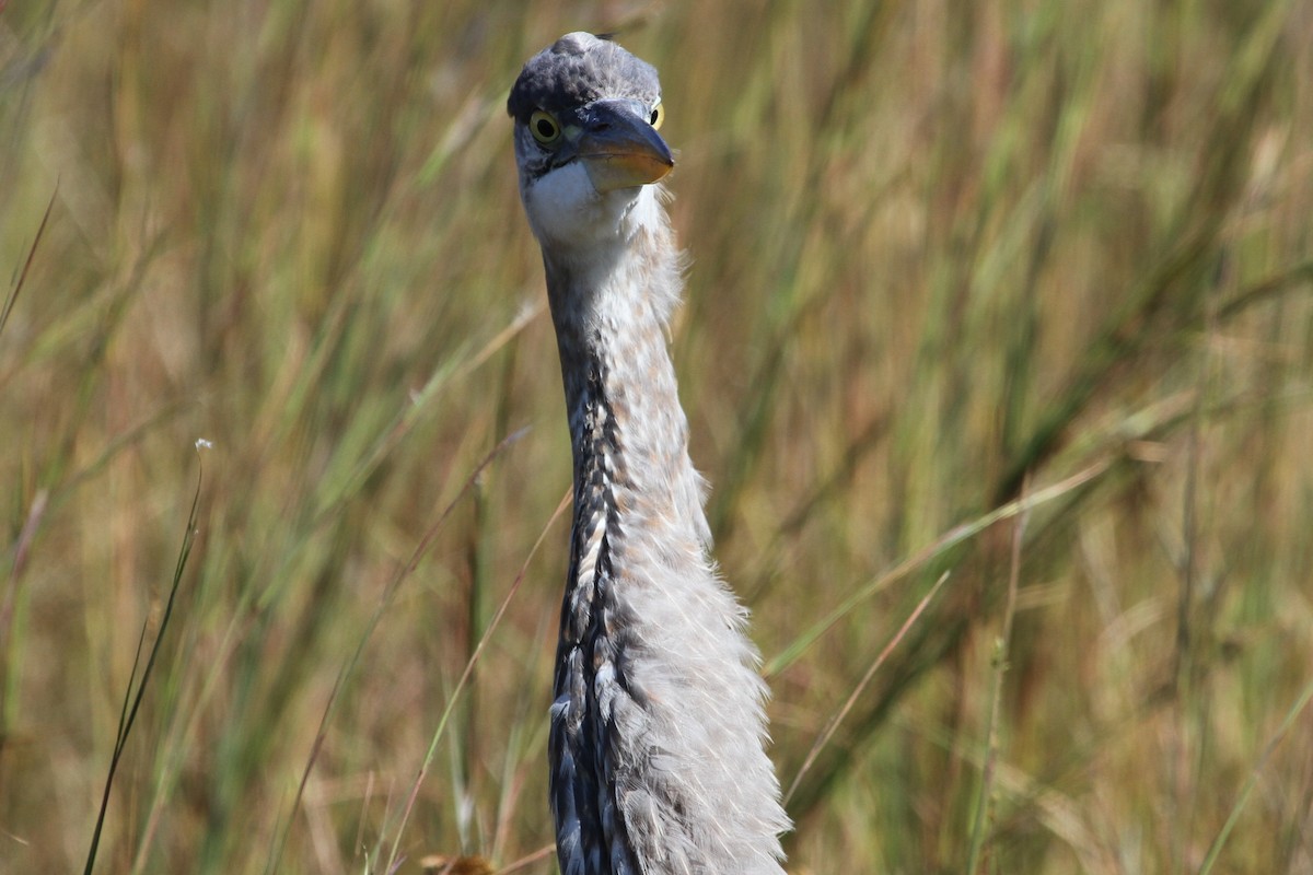 Great Blue Heron - ML381134441