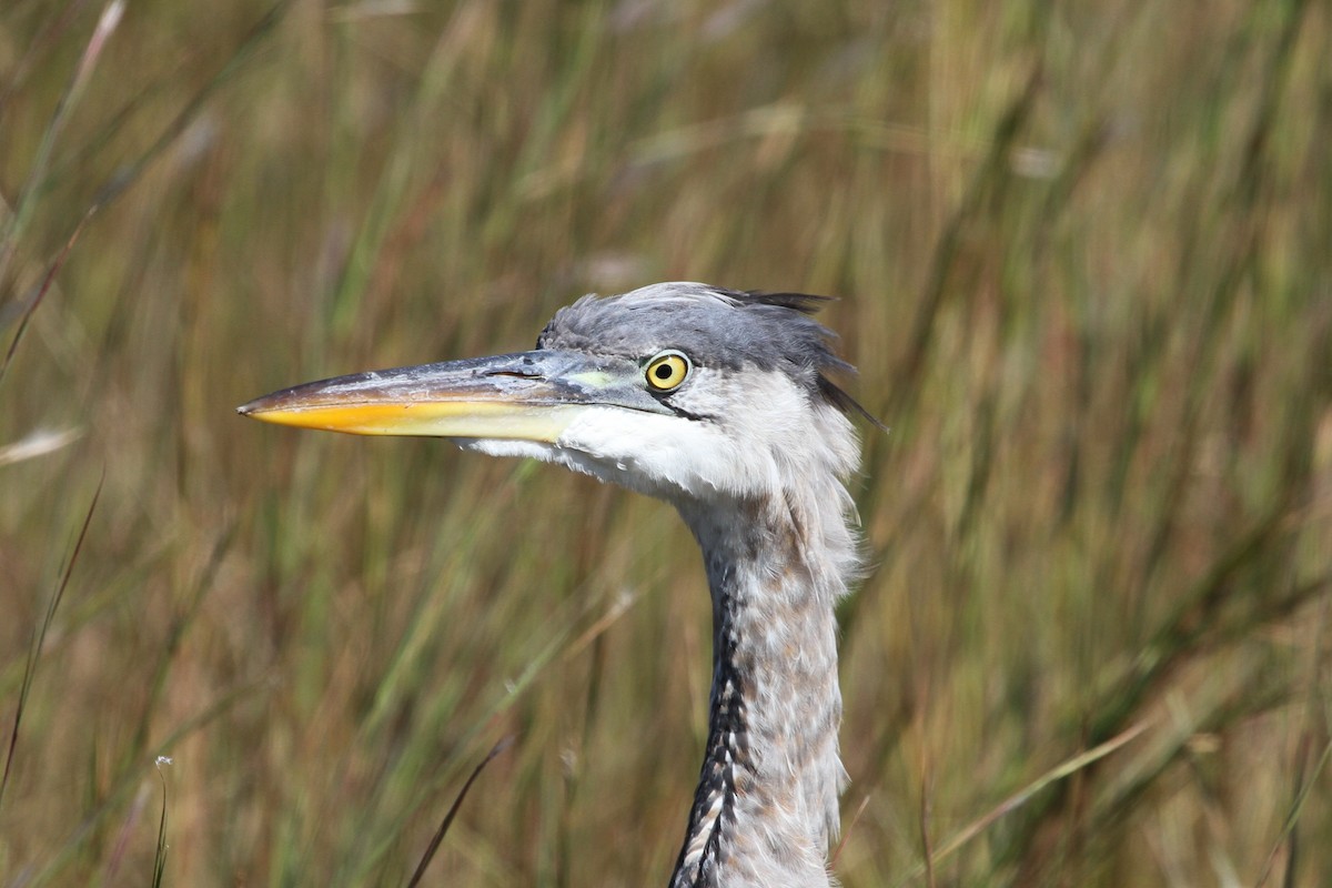 Great Blue Heron - ML381134481
