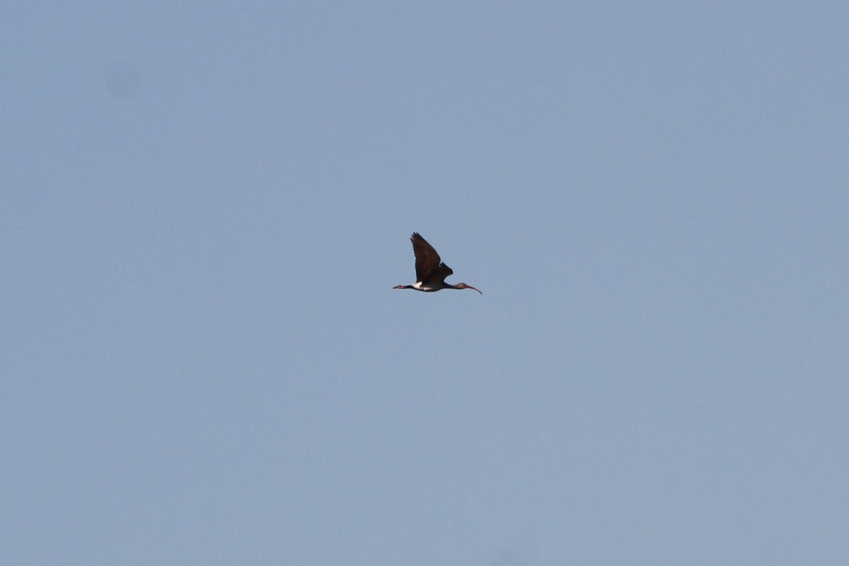 White Ibis - ML381134501