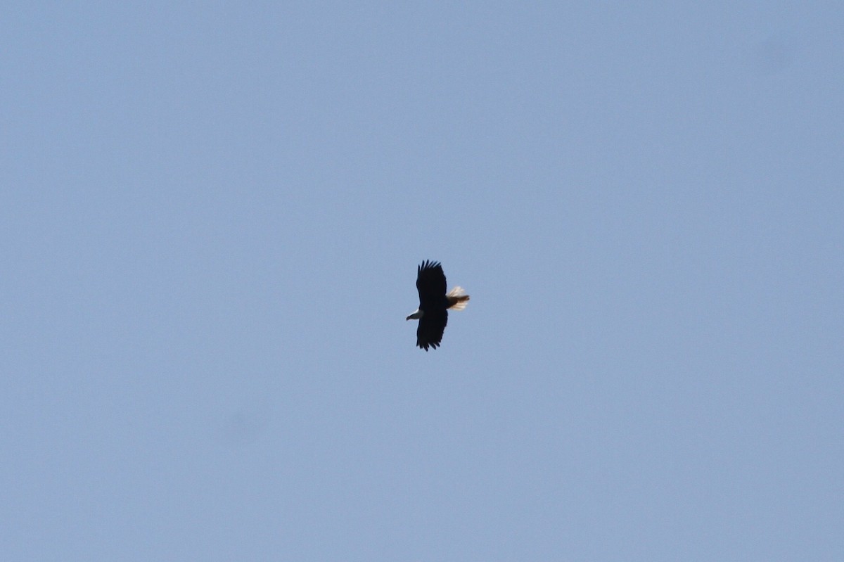 Bald Eagle - Steven Howell