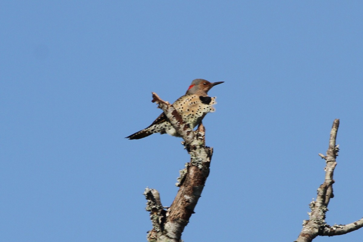 Northern Flicker - ML381134631