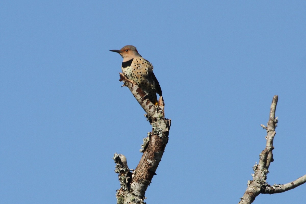 Northern Flicker - ML381134651
