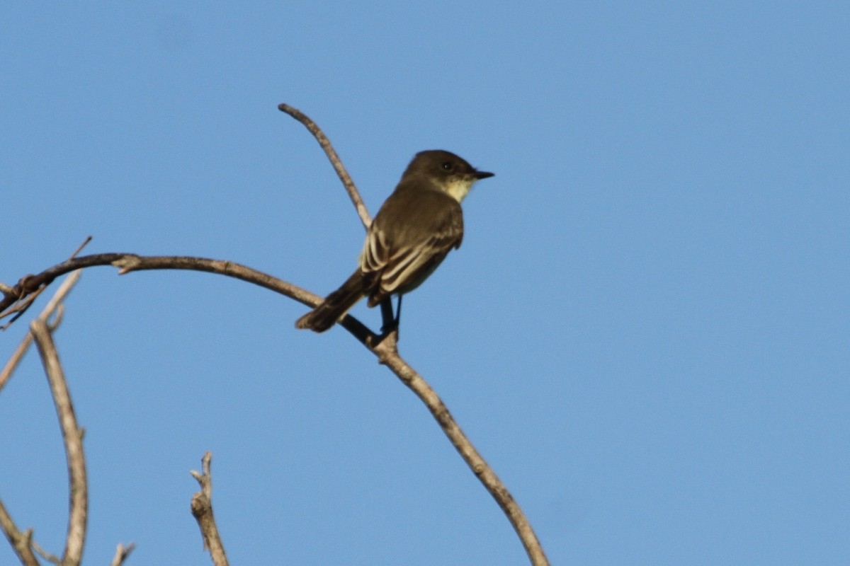 Eastern Phoebe - ML381134731