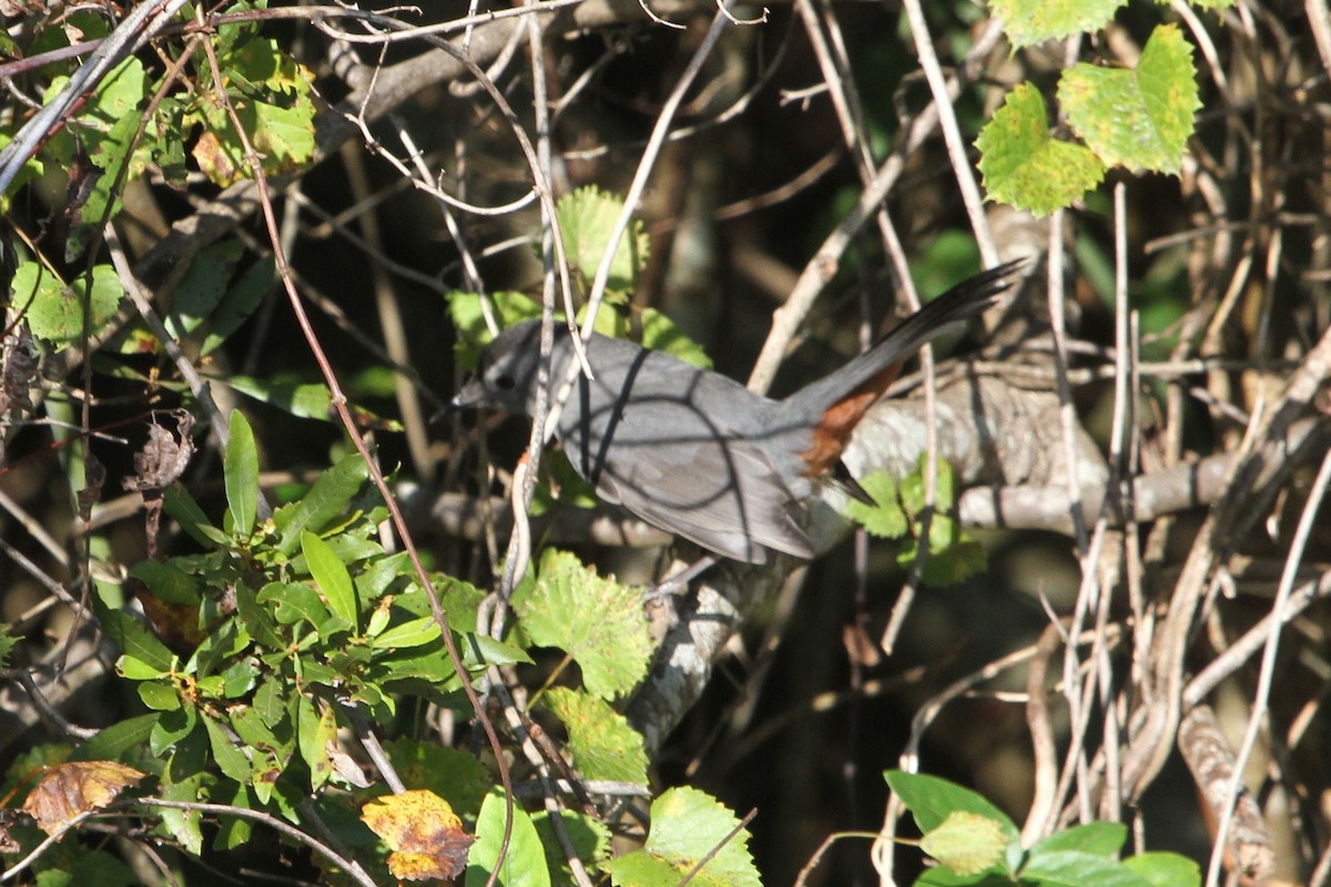Gray Catbird - ML381134851