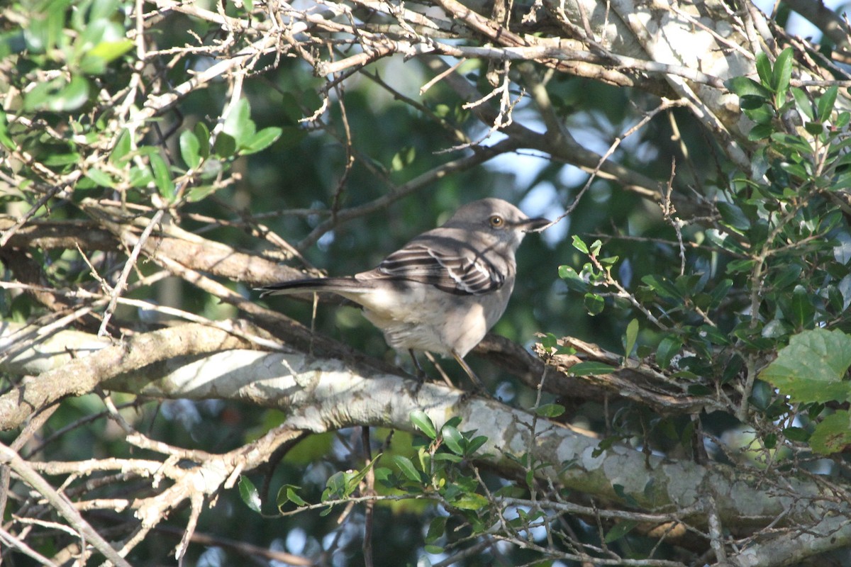 Northern Mockingbird - ML381134881