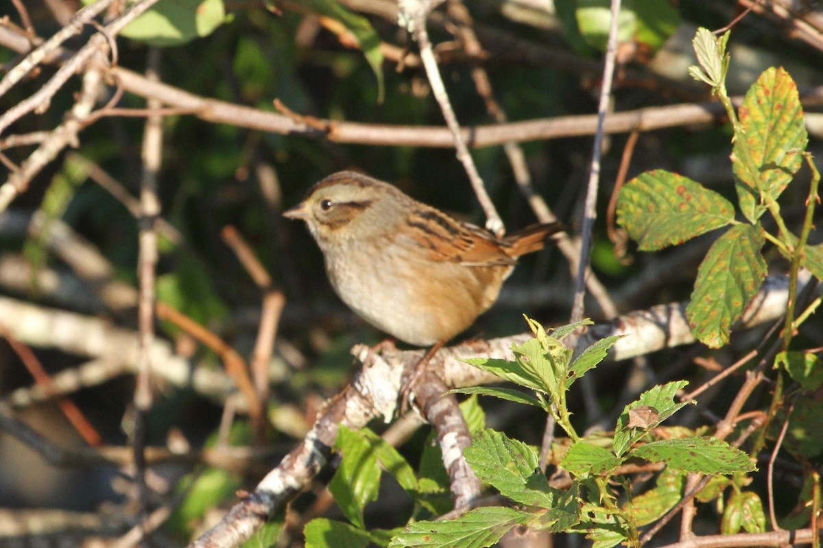 Swamp Sparrow - ML381134941