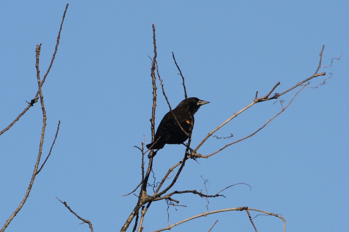 Red-winged Blackbird - Steven Howell