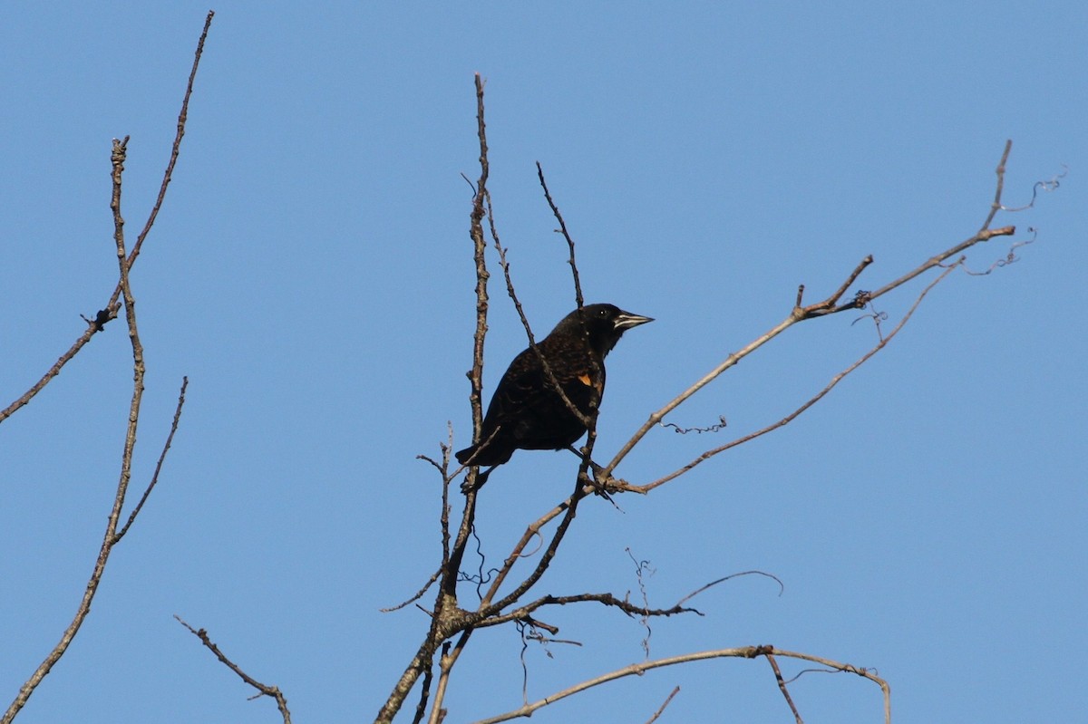 Red-winged Blackbird - ML381135001