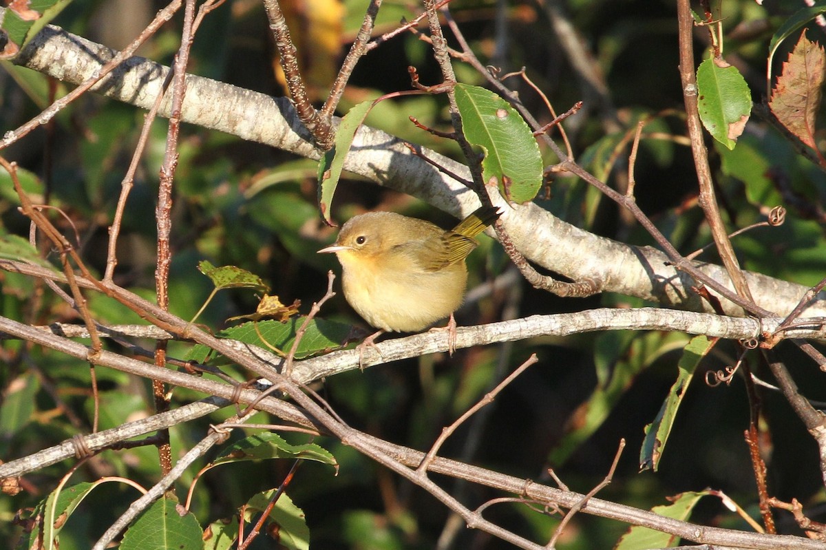 Common Yellowthroat - ML381135101