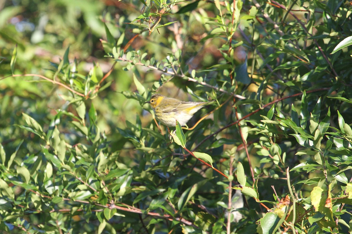 Cape May Warbler - ML381135191