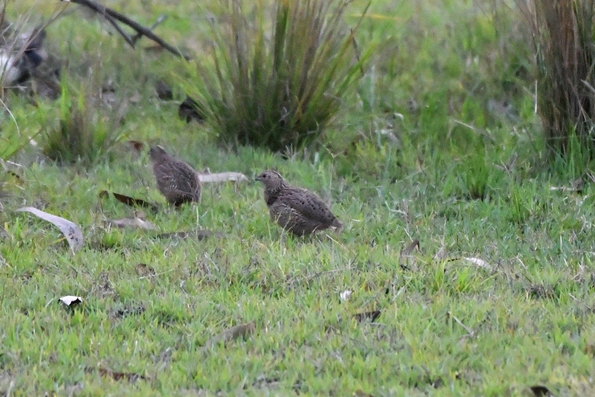 Brown Quail - Sam Adams