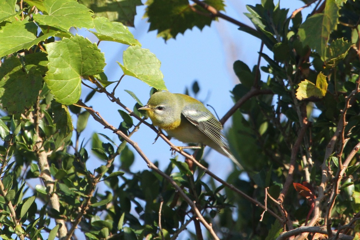 Northern Parula - ML381135321