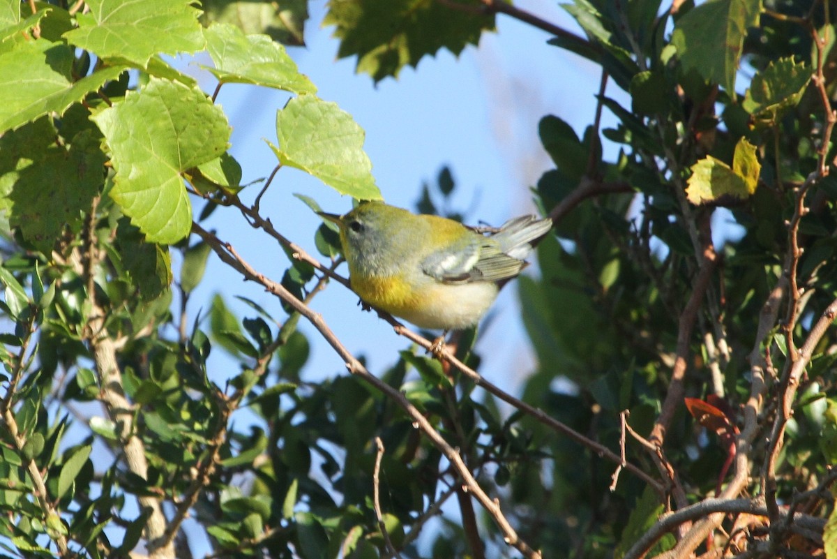 Northern Parula - ML381135401