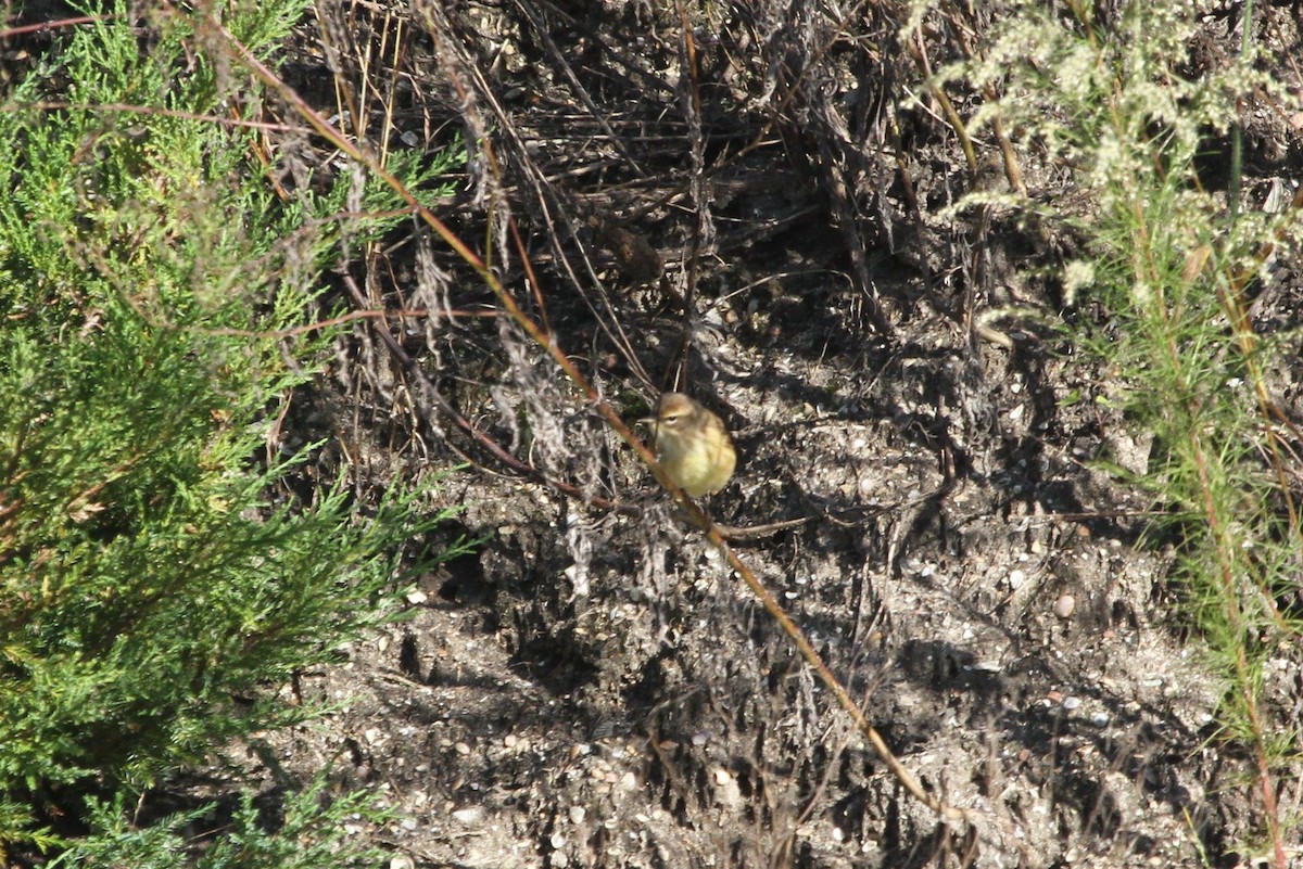Palm Warbler - ML381135431