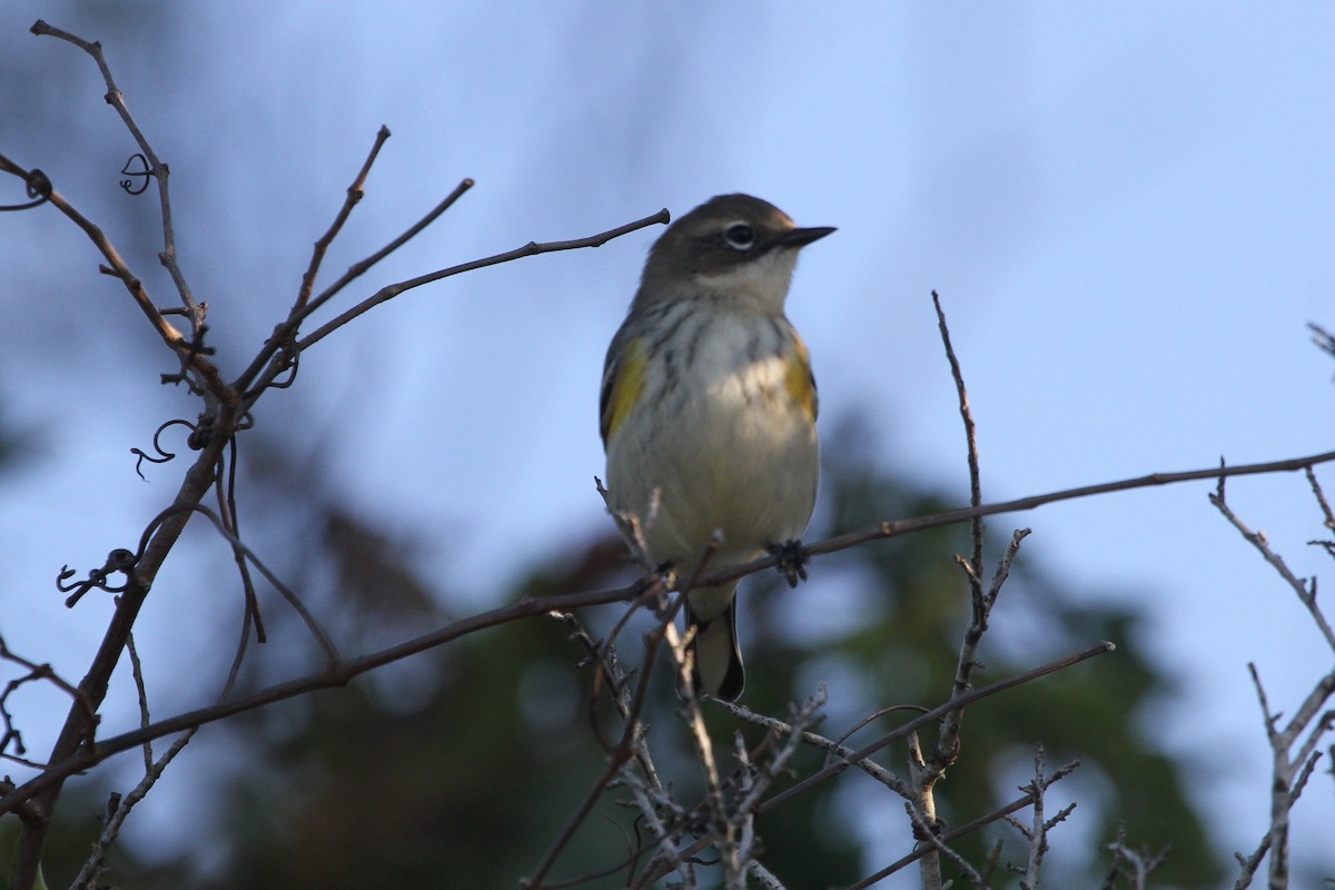 Yellow-rumped Warbler - ML381135491