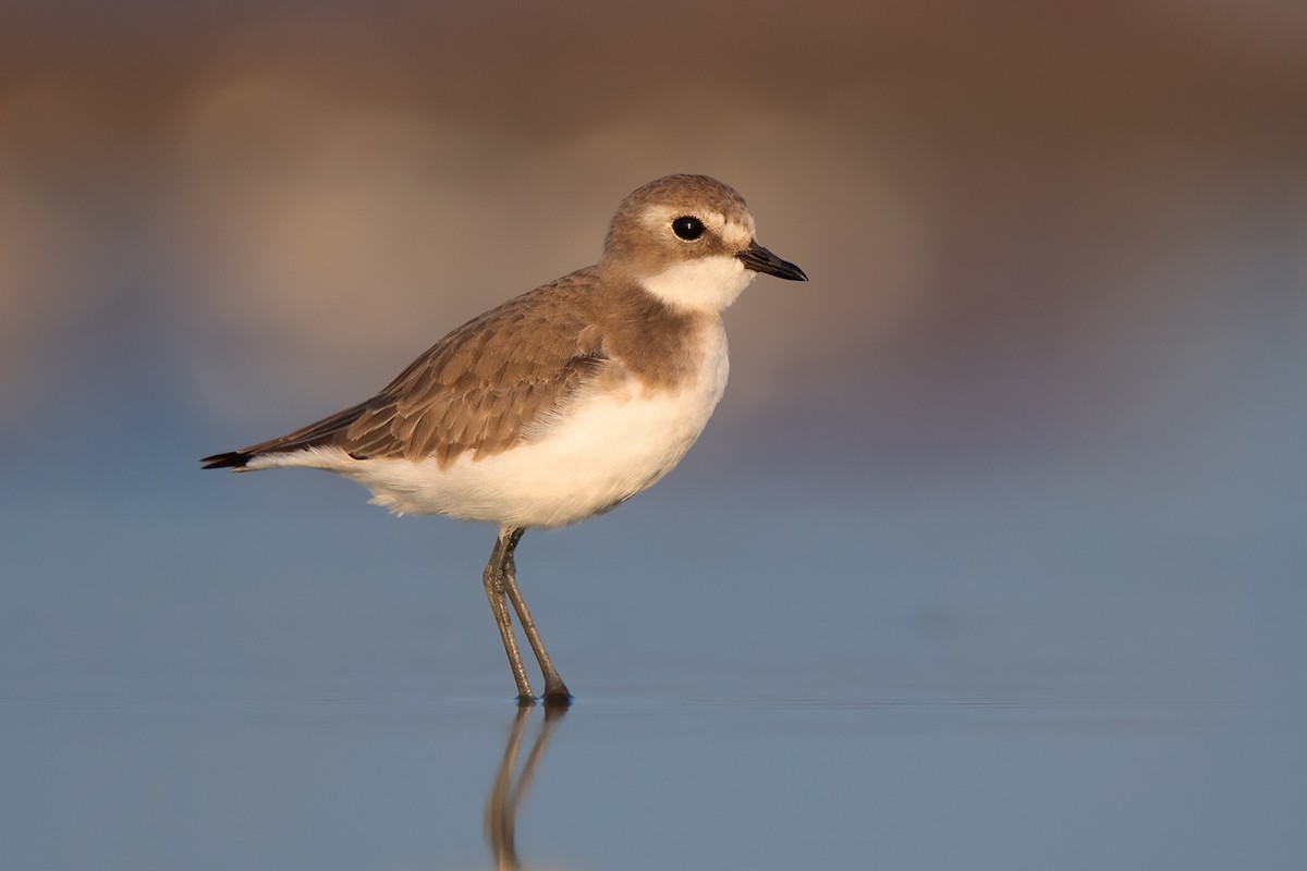 Tibetan Sand-Plover - Ayuwat Jearwattanakanok