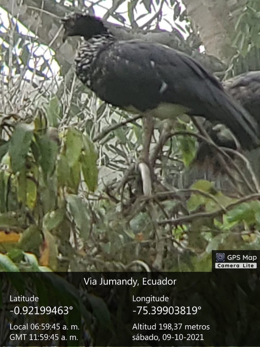 Horned Screamer - ML381135811