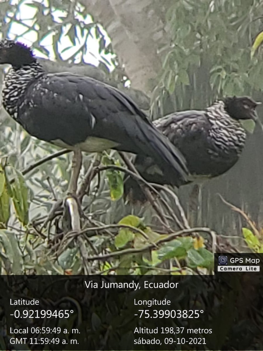 Horned Screamer - ML381135821