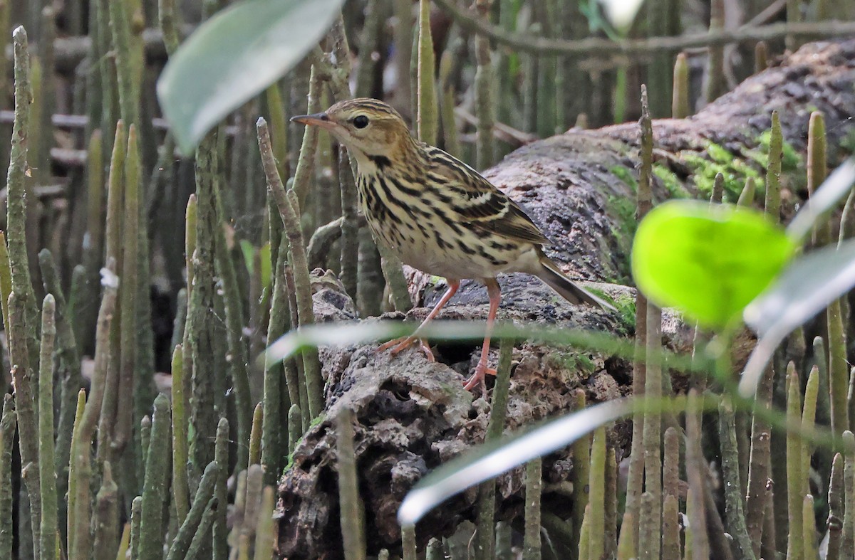 Pechora Pipit - Robert Hutchinson