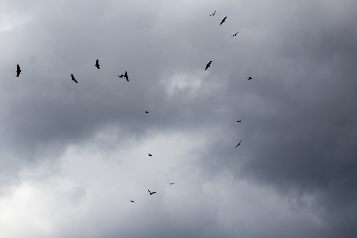 Black Vulture - Francis Canto Jr