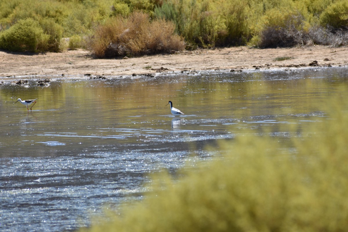 Avocette élégante - ML381139301