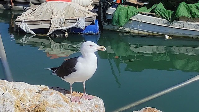 Great Black-backed Gull - ML381139331