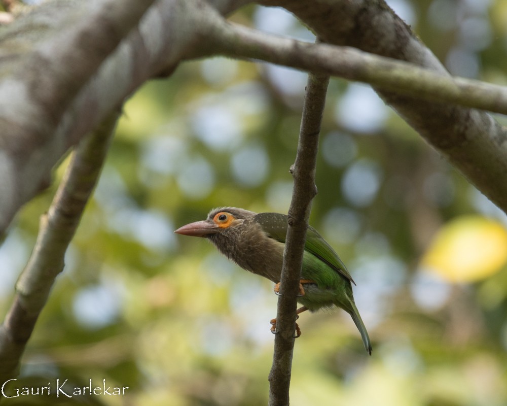 Kahverengi Başlı Barbet - ML381143071