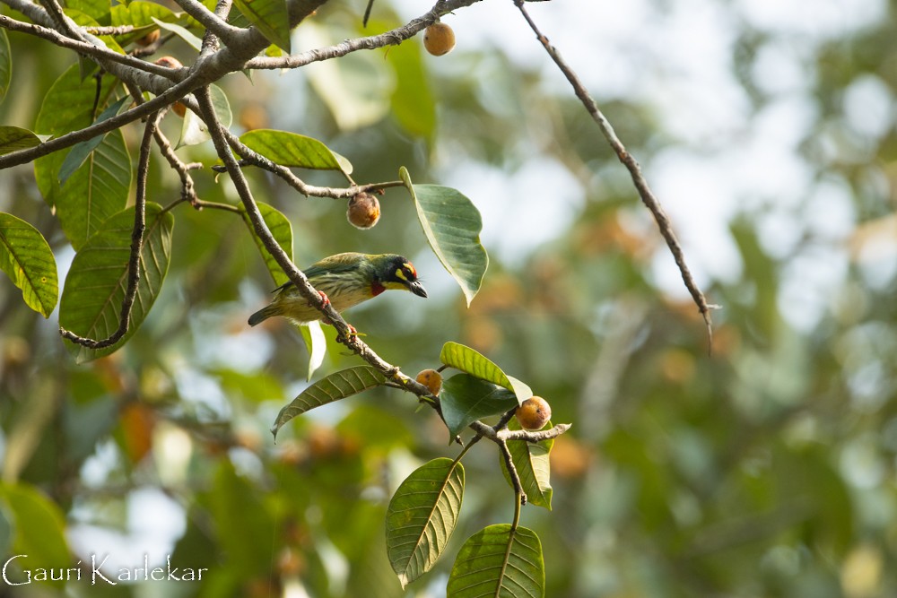 Al Göğüslü Barbet - ML381143261