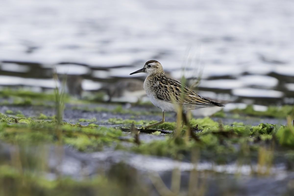 Sharp-tailed Sandpiper - ML381143851